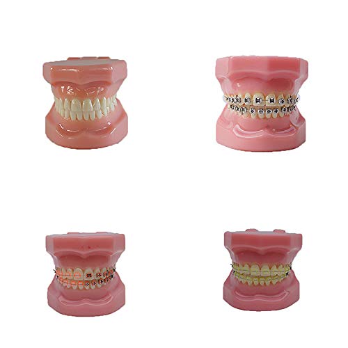 Реален модел на симулација на пластичен стоматолошки модел што се користи за стоматолошко образование и практика