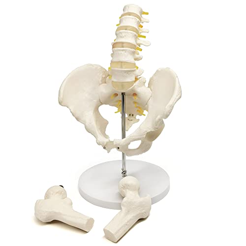 ЕВОТЕХ МАЛЕН МОДЕЛ ЗА МАЛЕН КЛИВИС СО 5 лумбален 'рбет, w/отстранлива глава на бедрената коска, анатомија со големина на живот Медицински модел за научно образование