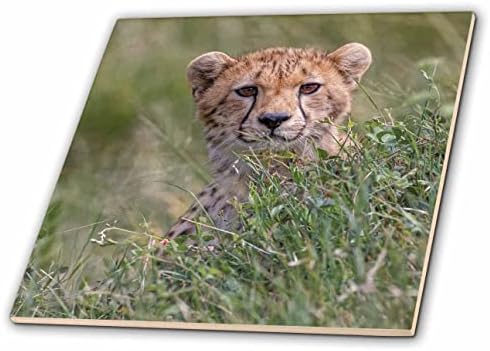 3дроза Малолетнички гепард во висока трева, СЕРЕНГЕТИ НП, Танзанија-Плочки