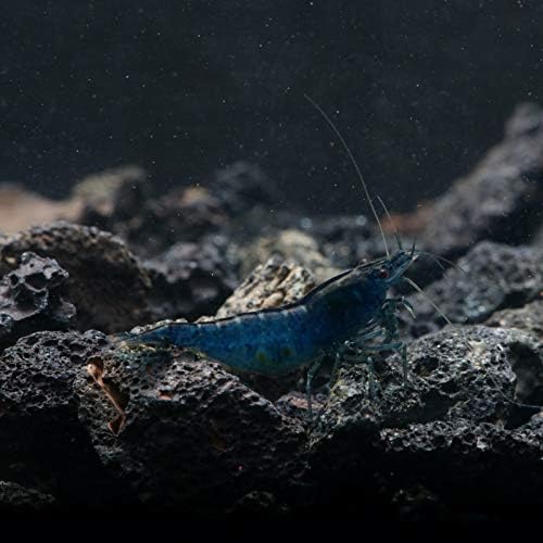 SubstrateSource Neocaridina Davidi Blue Dream Shrimp за аквариуми за слатководни води