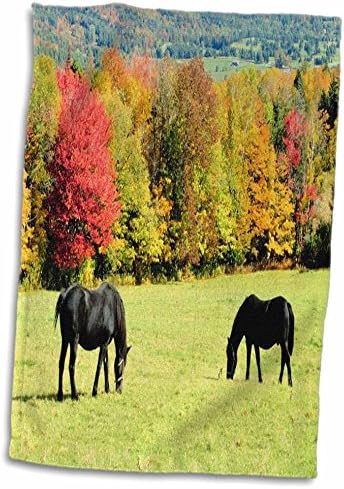 Црни коњи за пасење на 3Rose, есенска есенска позадина - крпи