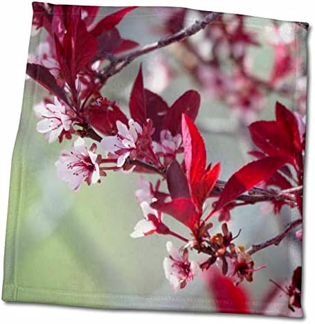 3drose Прекрасно розово и карино цветно дрво во пролет - крпи