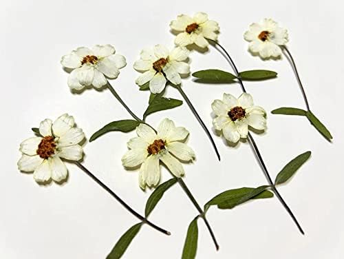 Th Smart -8pcs Zinnia бели стебла реални притиснати цвеќиња сушени зачувани природни рамни цвеќиња за DIY уметнички занаетчиски материјали за снабдување со смола смола нокт?
