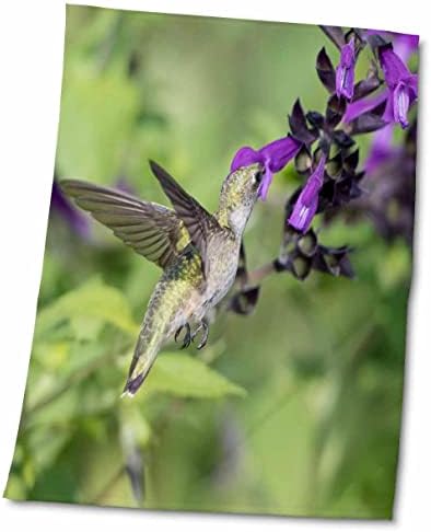 3Drose Ruby trroated Hummingbird во Амистад Салвија, Мерион Ко, Илиноис - крпи