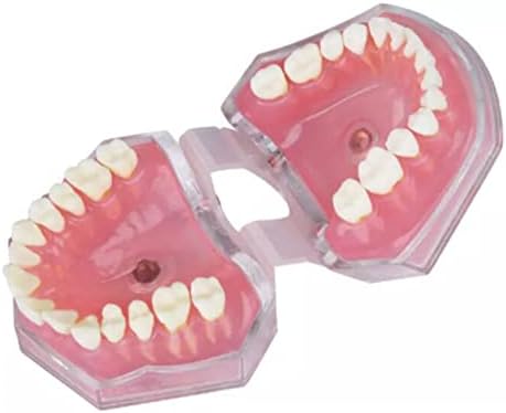 KH66ZKY Орален стоматолошки модел - Модел за четкање на забите - За студија за заби за настава, зачукува, алатка за стандардна демонстрација на возрасни за возрасни