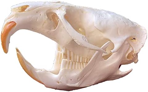 Kh66zky beaver череп примерок таксидермиски материјали feng scui скулптура уметност коска ветеринар медицина десктоп украс за подароци за украсување на домашни канцеларии