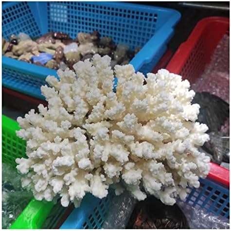 Omuci 1pcs природен бел корал фосилен кластер кристален аквариум за уредување украси украси декорација на гребен примерок дома украс