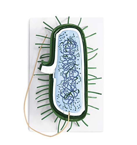 Parco Scientific PB00131 Бактериски модел | 10000x зголемен | Прокариотска бактериска клетка | Покажува клеточен wallид, цитоплазматска
