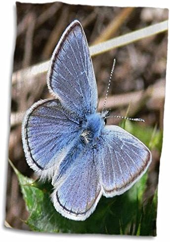 3drose Florene Nature - макро фотографија на прекрасна сина пеперутка.jpg - крпи
