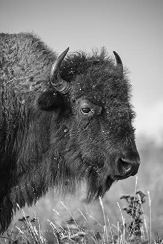 Печати за печатење на бафало, вертикална црно -бела слика на бизон на Tallgrass Prairie во Оклахома животински wallид уметност западен декор 4x6 до 40x60