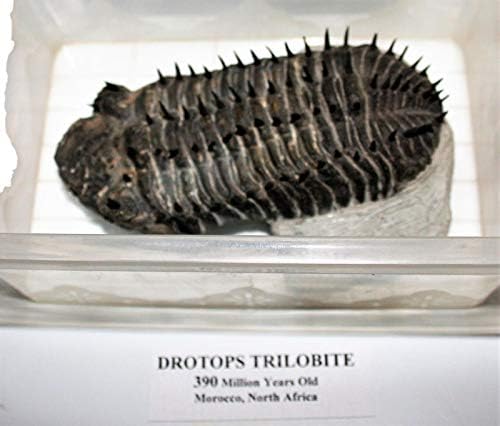 Drotops Spiny Trilobite Fossil Marocco 390 Mill are 14913 32o