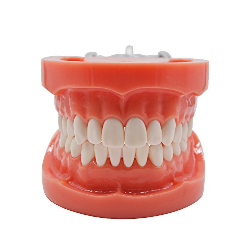 Возрасен модел на заби 32 Стандарден модел на човечки заби за презентација