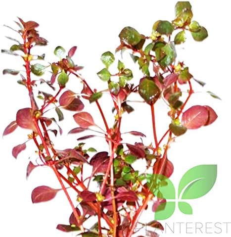 Planterest - Ludwigia repens super црвени мини лисја во живо аквариум растенија стебла Buy2get1free