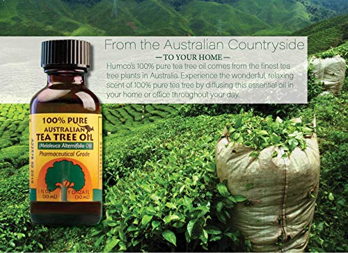 Humco 481791001 чисто австралиско масло од чајно дрво, 1-пакет