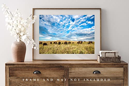 Западна фотографија Печати слика на стадо Бафало под големо сино небо на Tallgrass Prairie во Оклахома Бизон wallид за диви животни декор од 4x6