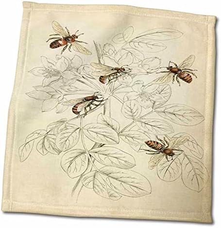 3drose гроздобер пчела цртање, 15 x 22