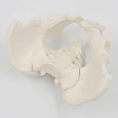 Флексибилен модел на мени карлица Suzla - Модел на човечки скелети - Modelенски карличен модел - 1: 2 модел на анатомија - подвижна - еластична врска со кабелот - Учење, наста