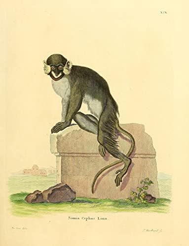 Мустаќи Guenon Примат Мајмун Гроздобер Дивиот Свет Училница Канцеларија Декор Зоологија Антички Илустрација Ликовна Уметност Печати