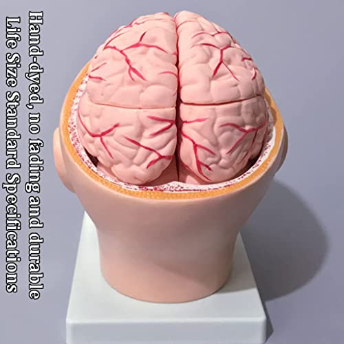 Keeytt човечки мозок модел човечко тело модел на животна големина на животниот мозочен модел на одвојување модел за одвојување на наука за научна медицинска училница
