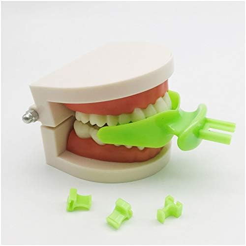 KH66ZKY Стоматолошки орална орална средна вилица модел Ортодонтска послужавник Стандардна студија Настава настава стоматолошки модел за