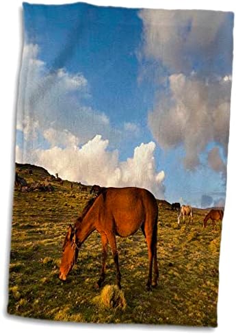 3дроза стадо коњи, Висорамнини На Етиопија-АФ16 МЗВ0524 - Мартин Цвик-Крпи