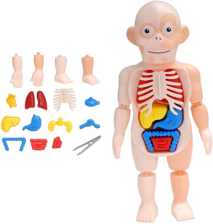 Csyanxing 1 Постави модел на човечко тело анатомија Орган за учење собрани играчки 3D мозаик модел на човечки орган