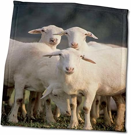 3drose tdswhite - фарма и храна - фарма за слатки овци од фарма - крпи