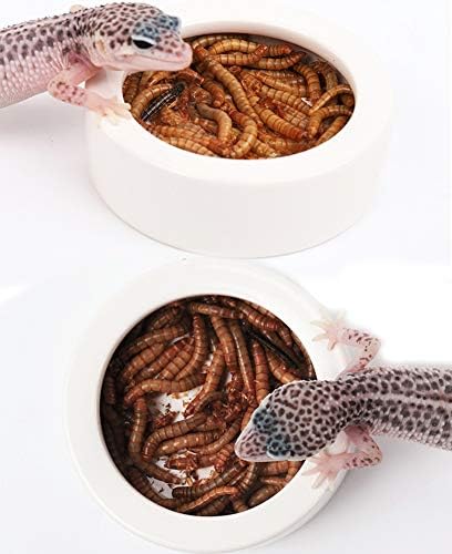Petbacoo reptile храна вода чинија црв сад за јадење со храна за храна за храна, мини рептил храна сад, керамика направена