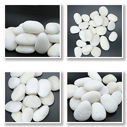 Масовно полиран бел камен камчиња 30 фунти. - 1 ” - 2” инчи камчиња за растенија, декор на градини, уредување, сукулентен терариум,