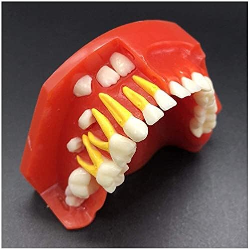 Модел на заби на органите модел- наизменичен модел на примарни заби Детско бебе заби модел Симулација орален заб што го покажува појавата на заби за бебиња за студи