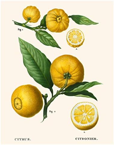 Гроздобер ботанички отпечатоци | Citrus wallидна уметност од Ink Inc. | Кујнски декор од лимон Медитеранот | Сет од 4 8x10 нерасположени