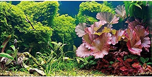 AWERT 72X18 INCHES AQUATIC PLANT AQUARIUM Позадина Речен кревет и резервоар за риба од езерото Позадина винил