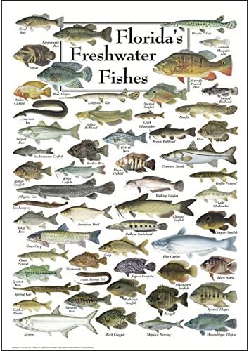 Земјоделско небо + постер за вода - слатководни риби на Флорида