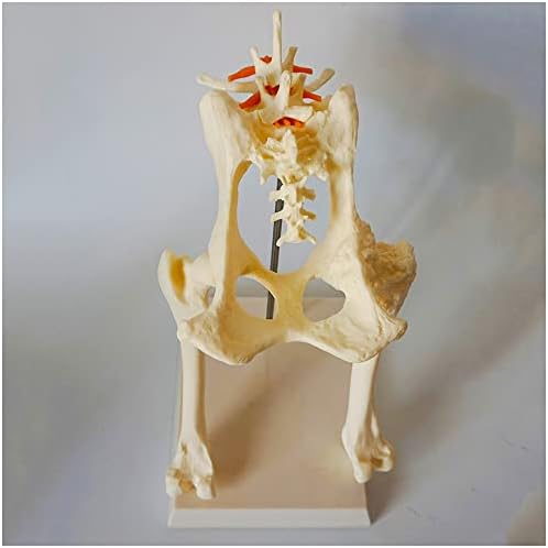 KH66ZKY DOG CLEVIS MODEL - Модел на зглобот на колкот на кучињата - Анатомски модел на животински скелет за научна училница Студија Прикажи