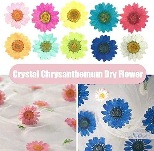12 парчиња обоени бели кристали хризантеми големи растителни примероци маргаритка врежана епоксидна цвет сушен цвет Рачно изработен