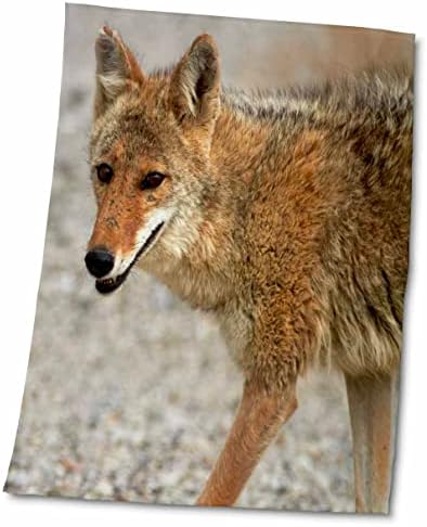 3drose Coyote во сливот на Бадвотер, пустината Мојаве, Калифорнија - крпи