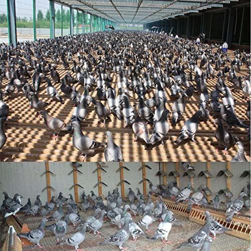 SRRPSPIGEON CLIP CLIP RINGING GIGEON RINGING PIGEON BARD RIGN RING RINCH CHICKEN LOG BAND со сериски број 001-100