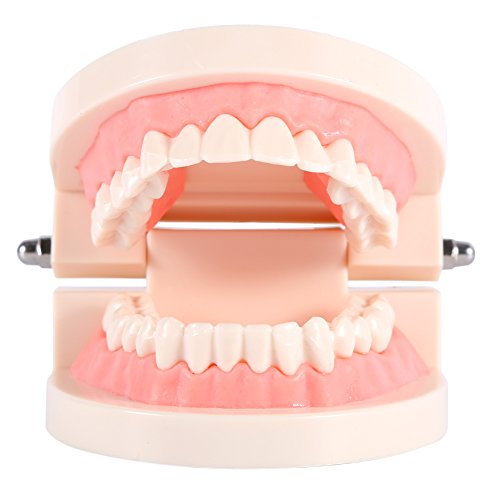 1 x PVC стоматолошки, демонстрација на стандарден модел Научете заби заби 1 x настава студија за анатомско детско образование деца четкање