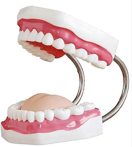 Accduer Човечки торзо модел Модел на заби заби заби за заби модел на заби на стоматологот настава орална хигиена модел 28 заби 6 пати голем