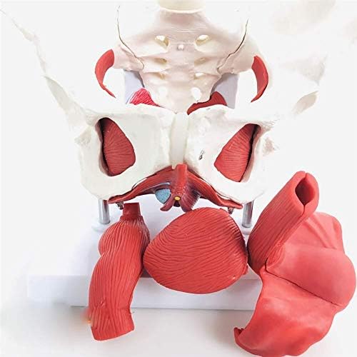 Карличен модел женски модел на анатомија на карлицата со мускули на карлицата 2 лумбални пршлени што можат да се отстранат со