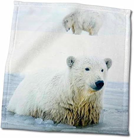 3drose USA, Alaska, Artics NWR, Polar Bear Cub во слаби води со мајка - крпи