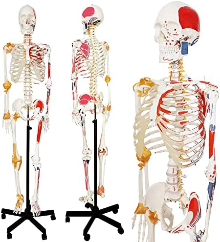2023 Нов модел на човечки скелети, w/флексибилен 'рбет Медицински анатомски реплика на скелетот со големина на живот со' рбетните