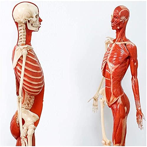 Рексгел торзо и скелети модели Анатомски, женски човечки анатомија Скелет и лабораторија за модел на мускули обезбедуваат анатомска референца