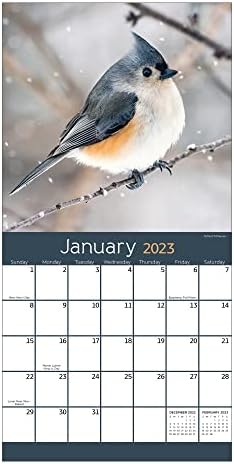 ТФ ОБЈАВУВАЊЕ Двор Птици Мини Календар 2023 | 2023 Ѕиден Календар 12 Месец Голема Мрежа 2023 Календарски Ѕид | Премиум Ѕиден Календар 2023