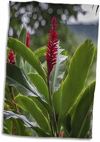 3drose Alpinia purpurata, Hanalei, Hawaii, Kauai, Red Ginger - крпи