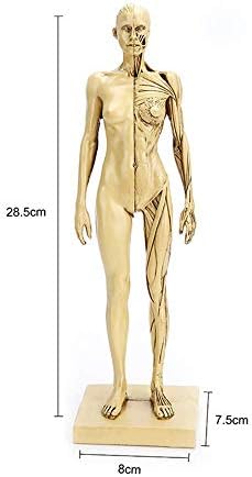 Model Model Model, женска анатомија фигура со висока прецизна уметност манекенски модел на човечки мускули Анатомска референца за медицински