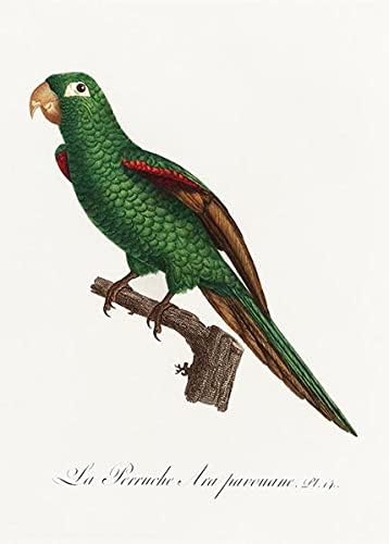 Еклектус Папагал, Еклектус Роратус 2-1800 - Франсоа Леваилант - Магнет За Илустрација На Птици