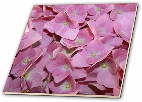 3дроза Розова Хидрогени Цвеќиња Затвори Фотографија-Плочки