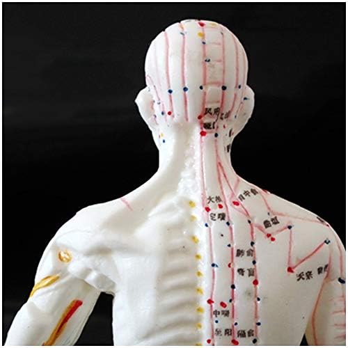Фјуили Мини модел на акупунктура - Модел на човечка акупунктура - Модел на човечко тело кинеска медицина Меридијан точка на целото тело