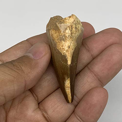 22.1g, 2 x1 x0.8 фосилни мосазаурни рептили за заби, Кретас од Мароко, Б12795